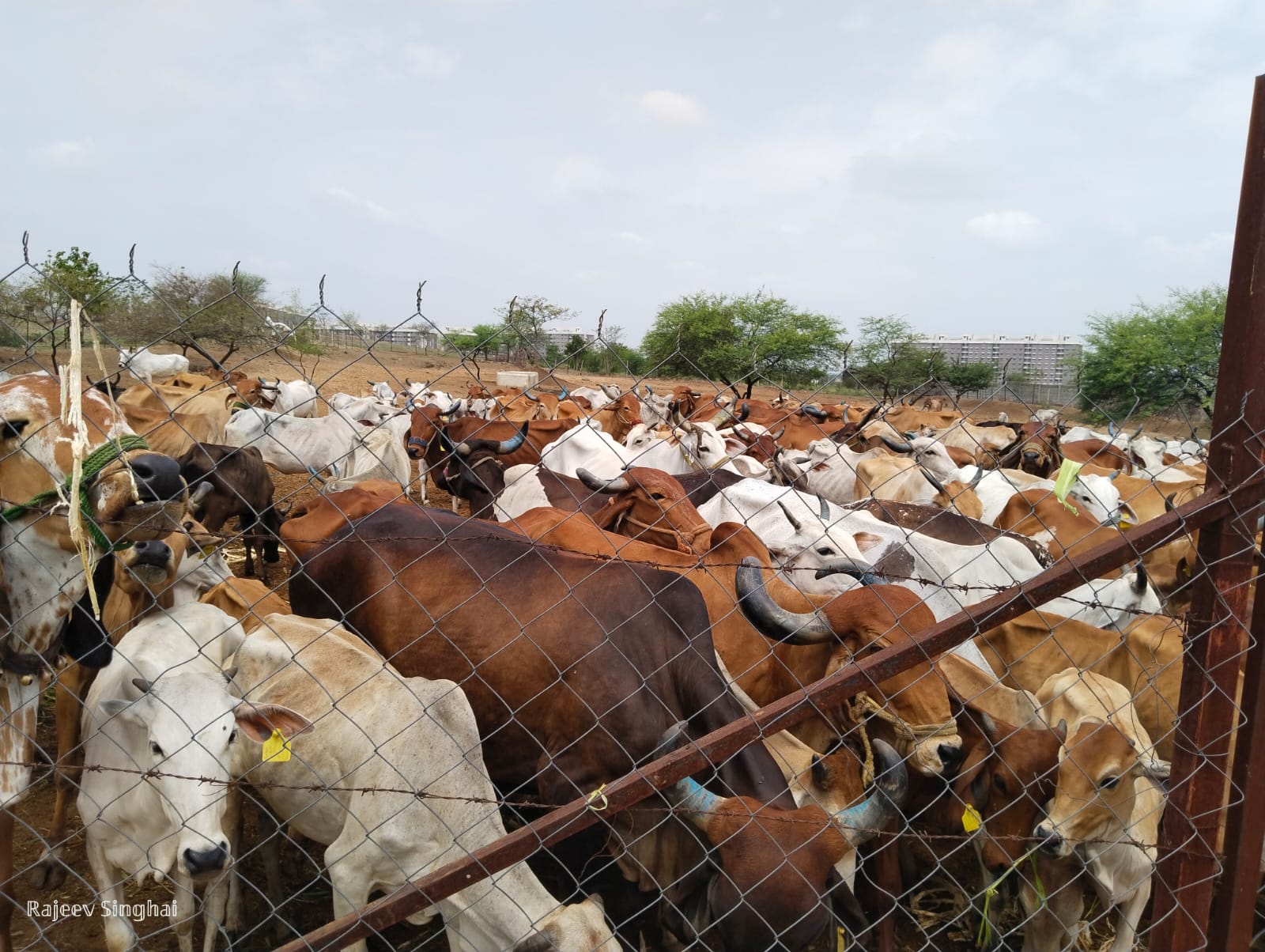 इंदौर में गौसेवा का अनुपम उदाहरण किया पेश: अम्बा मौलिया गौशाला में 35 सदस्यों ने खिलाई रोटी-सब्जियां